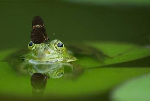 Frog in pond with butterfly